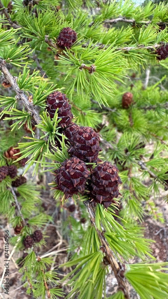 cones on the larch cones on the larch