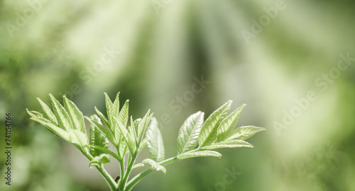 Fresh Green Maple Leaves at Sunlight  green yellow vibrant color spring nature blurred background  copy space  young leaf on branch tree  natural aesthetic soft focus banner landscape