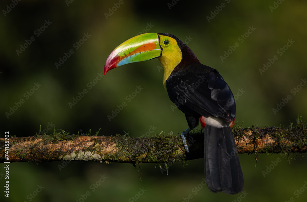 Obraz premium Keel-billed toucan in Costa Rica 