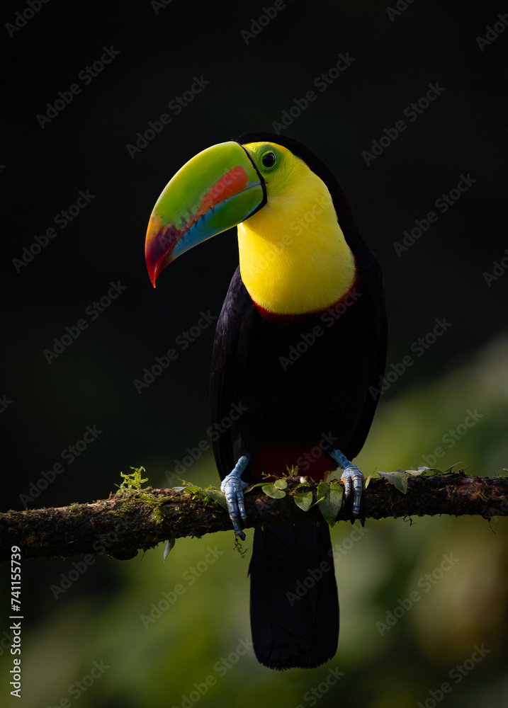 Fototapeta premium keel-billed Toucan in Costa Rica 