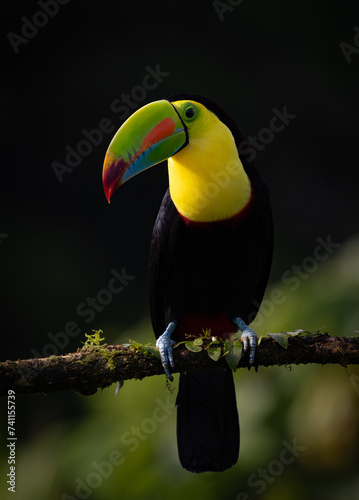 keel-billed Toucan in Costa Rica 