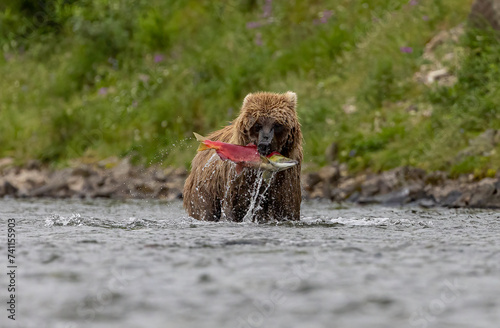 Brown Bear fishing for salmon in Katmai, Alaksa photo