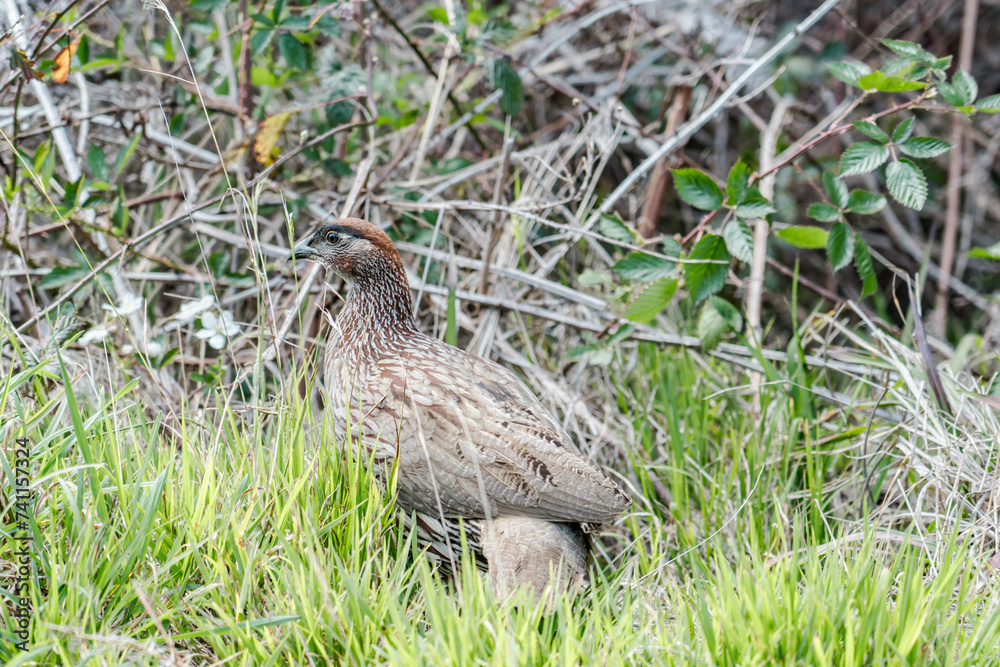 Erckel's spurfowl (Pternistis erckelii), also known as Erckel's francolin, is a species of game bird in the family Phasianidae. Mauna Loa Road,Hawaiʻi Volcanoes National Park. Erckel's spurfowl (Pternistis erckelii), also known as Erckel's francolin, is a species of game bird in the family Phasianidae. Mauna Loa Road,Hawaiʻi Volcanoes National Park.