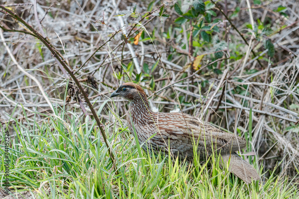 Erckel's spurfowl (Pternistis erckelii), also known as Erckel's francolin, is a species of game bird in the family Phasianidae. Mauna Loa Road,Hawaiʻi Volcanoes National Park. Erckel's spurfowl (Pternistis erckelii), also known as Erckel's francolin, is a species of game bird in the family Phasianidae. Mauna Loa Road,Hawaiʻi Volcanoes National Park.