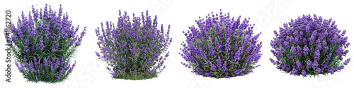large bush of purple lavender flowers Hyperrealistic Highly Detailed Isolated On Transparent Background Png File