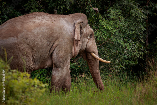 side view of asian male elephant standing in forest bush at khao yai national park thailand