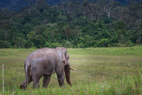full body of male ivory wild elephant walking on open field of khao yai national park thailand