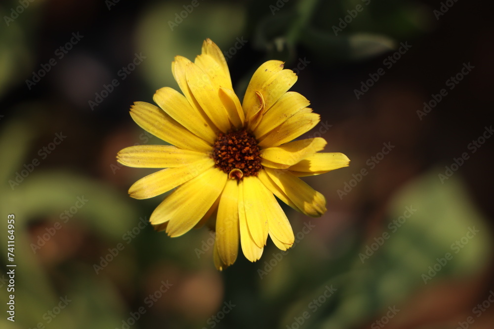 yellow flower with dew drops yellow flower with dew drops