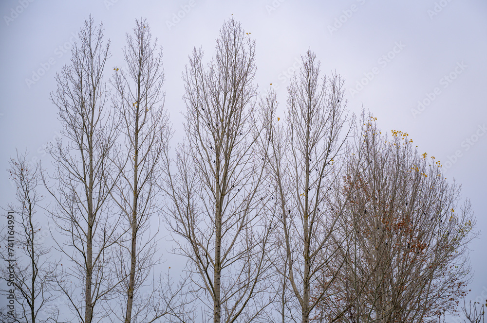 branches against sky branches against sky