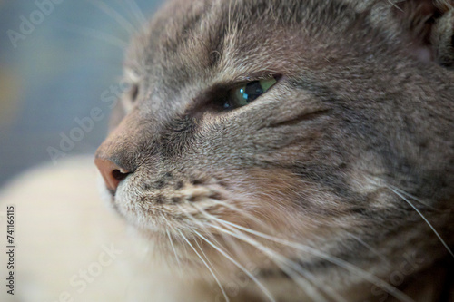 close up portrait of a cat