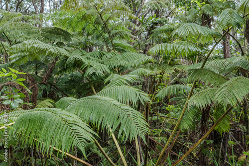 Cibotium glaucum, the hāpu‘u pulu, is a species of fern in the family Cyatheaceae, native to Hawaii. Nahuku - Thurston Lava Tube. Hawaiʻi Volcanoes National Park 