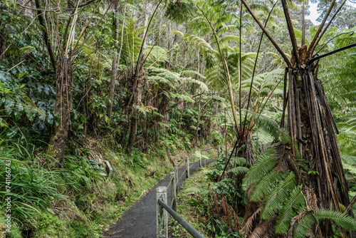 Cibotium glaucum, the hāpu‘u pulu, is a species of fern in the family Cyatheaceae, native to Hawaii.  Nahuku - Thurston Lava Tube. Hawaiʻi Volcanoes National Park
 photo