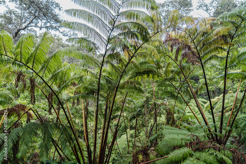 Cibotium glaucum  the h  pu   u pulu  is a species of fern in the family Cyatheaceae  native to Hawaii.  Nahuku - Thurston Lava Tube. Hawai  i Volcanoes National Park 