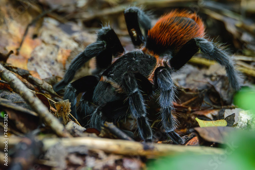 Mexican Red Rump Tarantula, Tliltocatl vagans, Outside Burrow After Rain