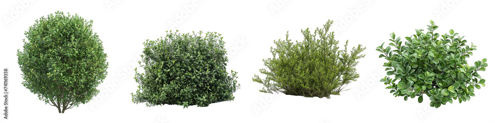 bush plant Hyperrealistic Highly Detailed Isolated On Transparent Background Png File - obrazy, fototapety, plakaty 