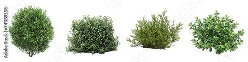 bush plant Hyperrealistic Highly Detailed Isolated On Transparent Background Png File photo