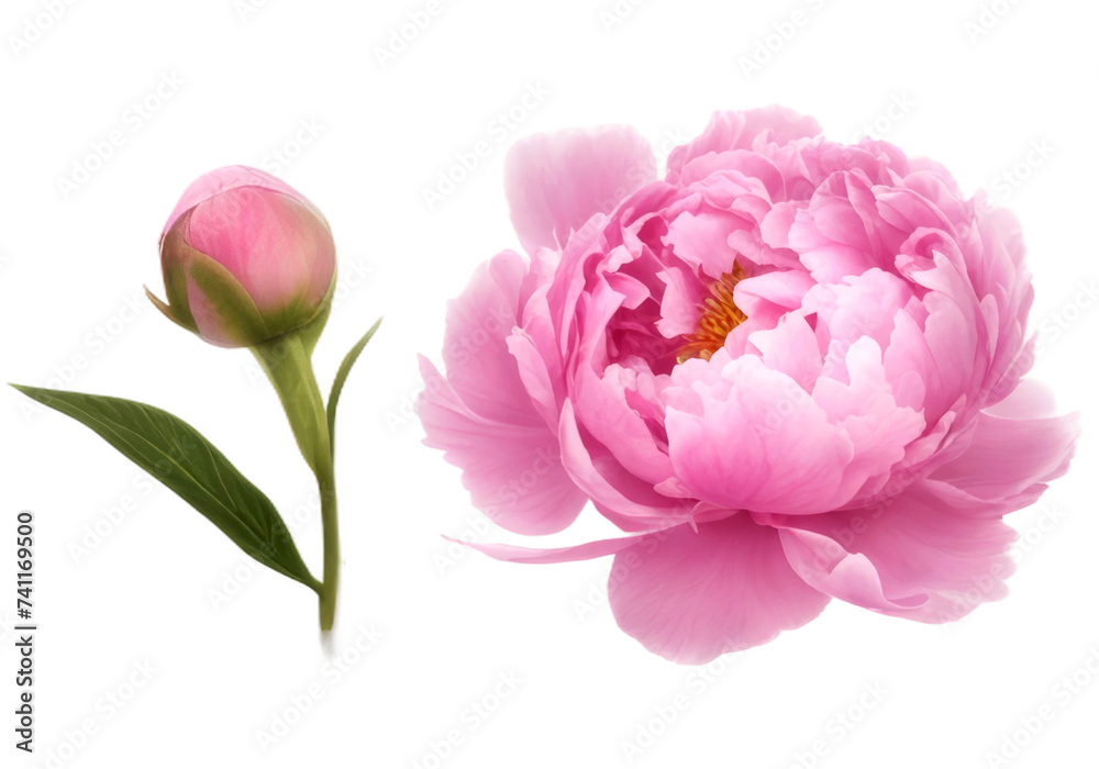 Fototapeta premium Set of pink peonies with lush green leaves, isolated on a transparent background