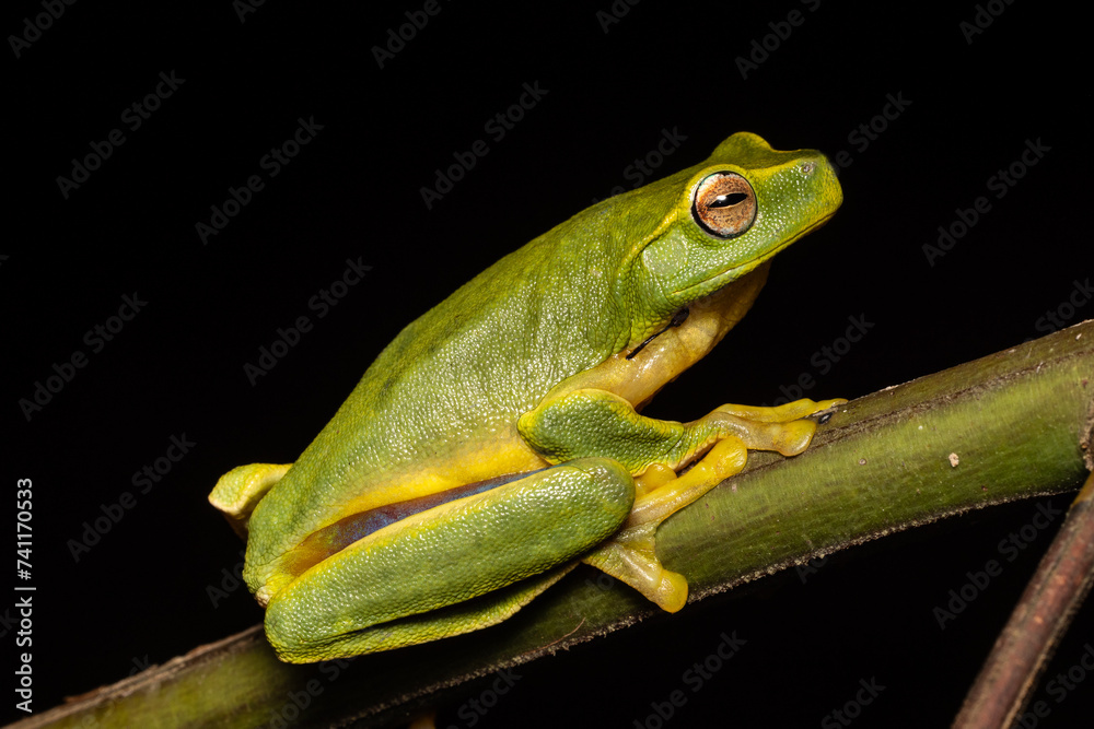 Australian Dainty Tree Frog resting on tree branch Australian Dainty Tree Frog resting on tree branch