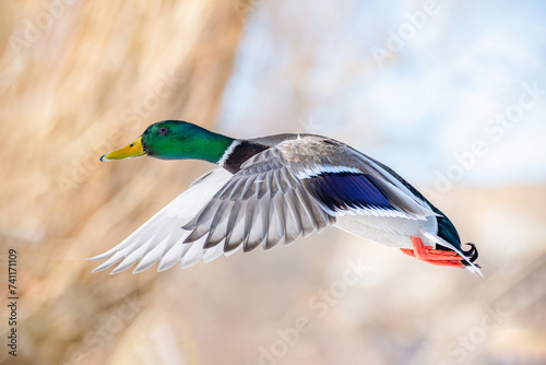 a male mallard duck in flight, Winter colors, blurry background
