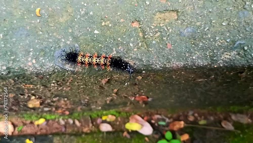hamadryas amphinome caterpillar crawling on the ground photo
