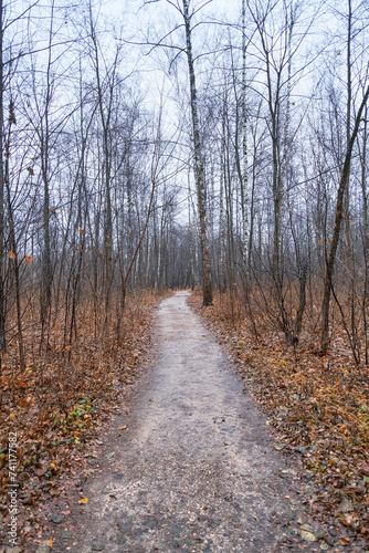 path in a birch forest with oak trees in autumn and yellow fallen leaves