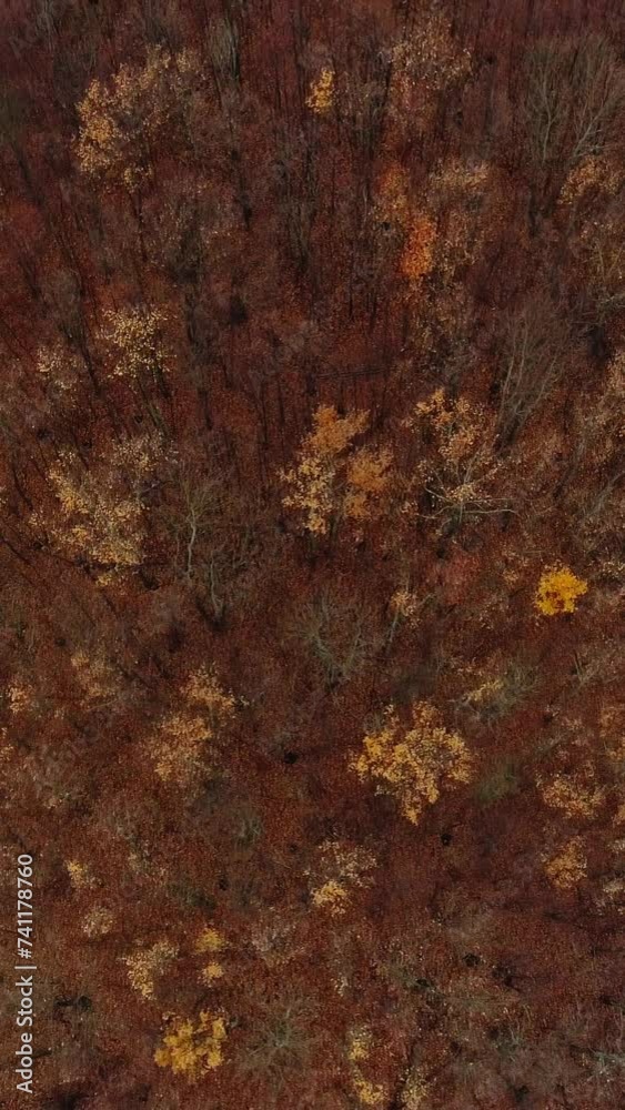 Vertical aerial forest drone foliage wood trees Vertical aerial forest drone foliage wood trees