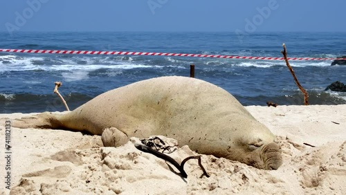 Southern Elephant Seal on sandy beach ready to start annual molt photo