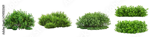 Green garden bushes Hyperrealistic Highly Detailed Isolated On Transparent Background Png File