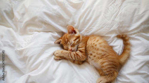 Cute orange kitten sleeping on a white bedding. Comfortable bed concept.