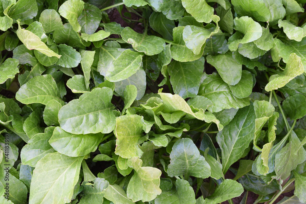Fresh green spinach leaves. Spinach background top view, Bushes of young juicy spinach top view. Dietary, healthy, organic food grown outdoors. Fresh green spinach leaves. Spinach background top view, Bushes of young juicy spinach top view. Dietary, healthy, organic food grown outdoors.