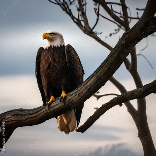 A majestic bald eagle perched on a tree branch, its keen eyes scanning the landscape2 photo