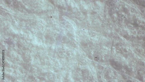 Bleached cellulose under the microscope. Raw material for the production of high quality paper and banknotes. Wood fibers treated with chemical reagents