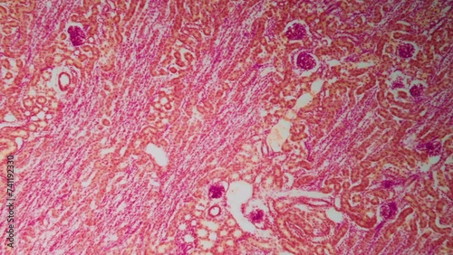 Kidney. Microanatomy. Detailed overview of internal structure. Cross section of mammalian kidney. 100x magnification. Balance of water and electrolytes. Blood pressure maintenance. Smooth rotation