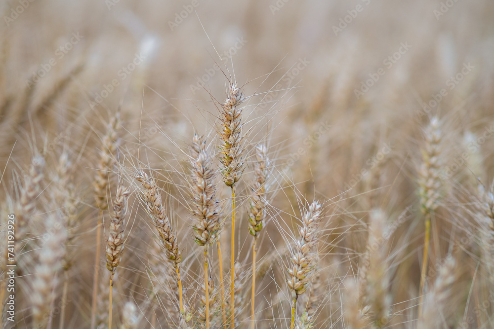 Fototapeta premium Cornfield - wheat in detail