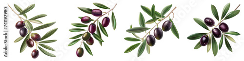 Olive branch with ripe and delicious olives Hyperrealistic Highly Detailed Isolated On Transparent Background Png File