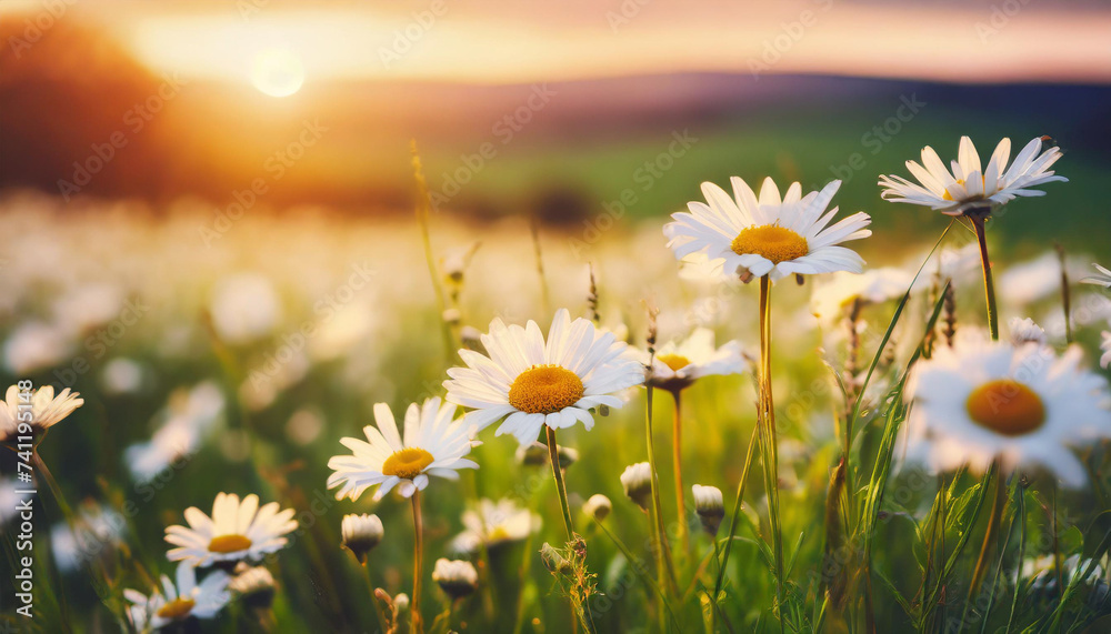 Sunset over daisy field. Serene landscape with white blooms under setting sun, symbolizing tranquility and natural beauty