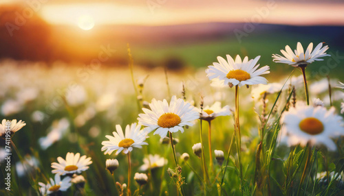 Sunset over daisy field. Serene landscape with white blooms under setting sun  symbolizing tranquility and natural beauty