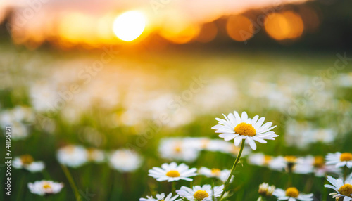 Sunset over daisy field. Serene landscape with white blooms under setting sun  symbolizing tranquility and natural beauty