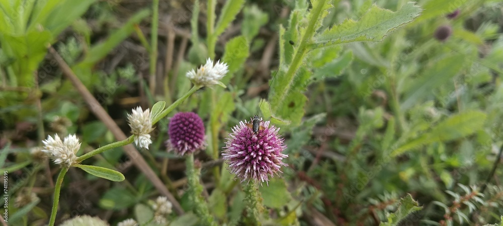 thistle in the grass thistle in the grass