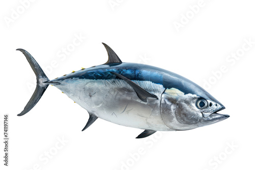 Bluefin tuna  isolated on transparent and white background.PNG image photo