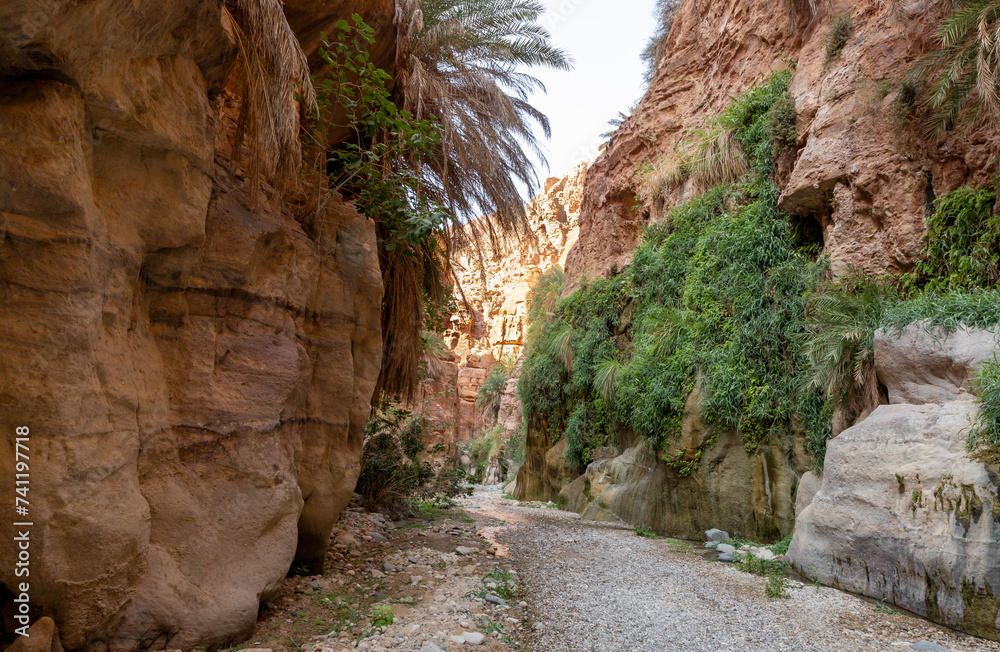 Extensive greenery and high palms grows on mountain slopes in the gorge Wadi Al Ghuwayr or An Nakhil and the wadi Al Dathneh near Amman in Jordan Extensive greenery and high palms grows on mountain slopes in the gorge Wadi Al Ghuwayr or An Nakhil and the wadi Al Dathneh near Amman in Jordan
