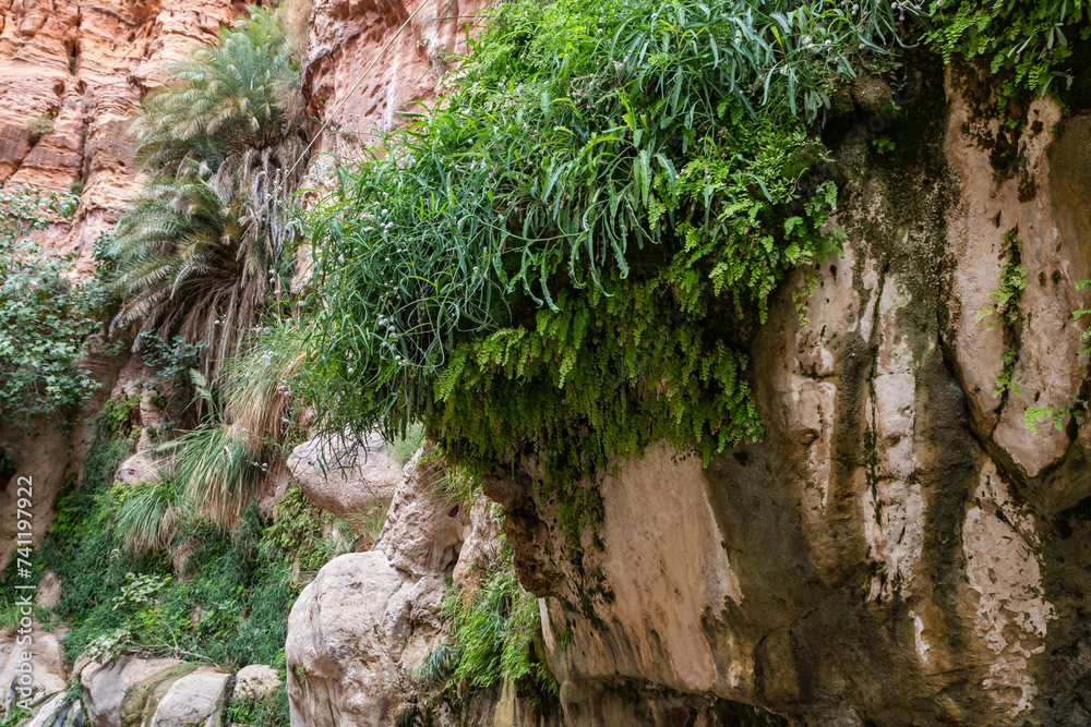 Extensive greenery and high date palms grows on mountain slopes in gorge Wadi Al Ghuwayr or An Nakhil and the wadi Al Dathneh near Amman in Jordan Extensive greenery and high date palms grows on mountain slopes in gorge Wadi Al Ghuwayr or An Nakhil and the wadi Al Dathneh near Amman in Jordan