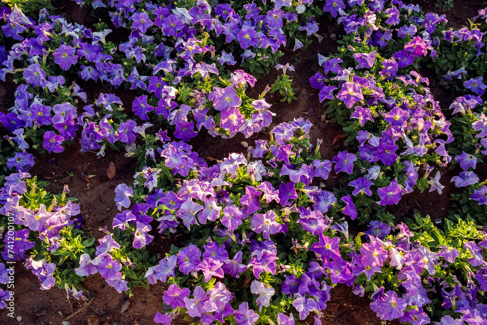 Obraz premium violet purple Petunia flowers. Flower Bed full frame. outdoor petunias a lot in summer day. family name Solanaceae