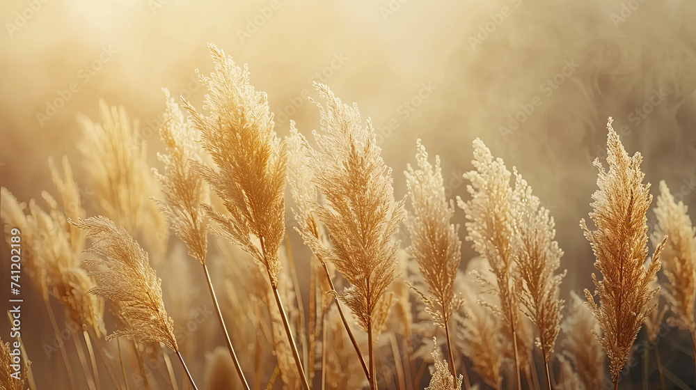 Obraz premium Sunlit wild grass shimmering in the golden hour light, casting a warm, serene glow over the tranquil field.
