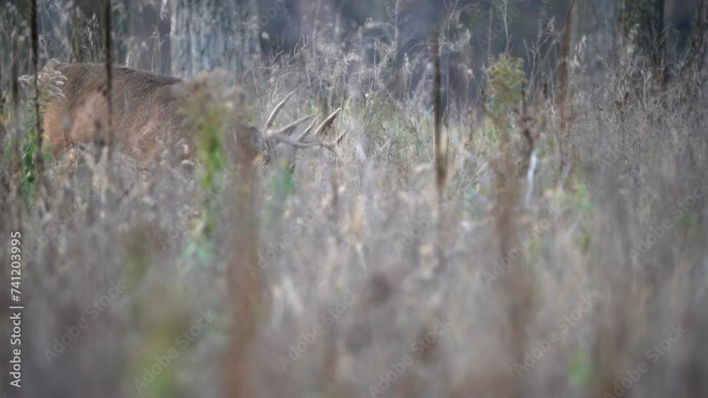 A large whitetail buck walks through the tall grass in pursuit of a doe during the rut. A large whitetail buck walks through the tall grass in pursuit of a doe during the rut.