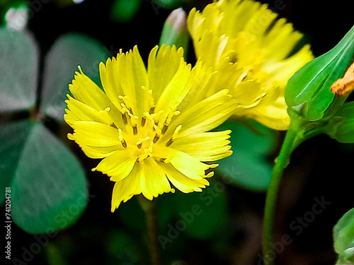 Lactuca serriola, also called prickly lettuce, milk thistle, compass plant and scarole. Prickly lettuce is believed to be the origin of modern cultivated lettuce. photo