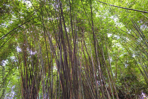 View of shady bamboo trees from below during the day