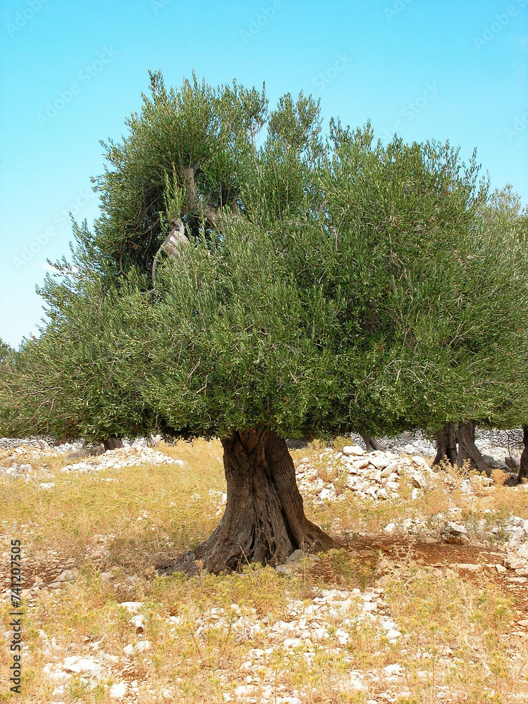 Drzewo oliwne - obrazy, fototapety, plakaty 