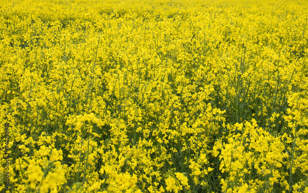 Field of yellow rapeseed flowers on a spring day near Lohnsfeld, Germany. Field of yellow rapeseed flowers on a spring day near Lohnsfeld, Germany.