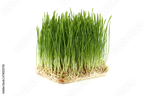 Fresh green wheatgrass with visible roots isolated on white